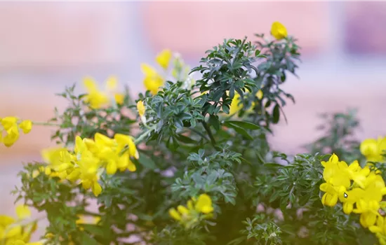 Ginster - Einpflanzen im Garten Ginster - Einpflanzen im Garten