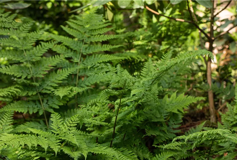 Dryopteris Dryopteris