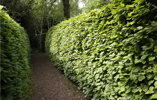 Gut geschützt – Hecken pflanzen und den Garten ungestört geniessen Gut geschützt – Hecken pflanzen und den Garten ungestört geniessen