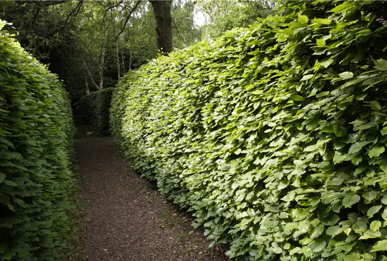 Hainbuchenhecke Hainbuchenhecke