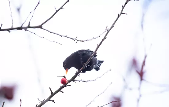 Gehölze als Nahrungsquelle für Vögel pflanzen Gehölze als Nahrungsquelle für Vögel pflanzen