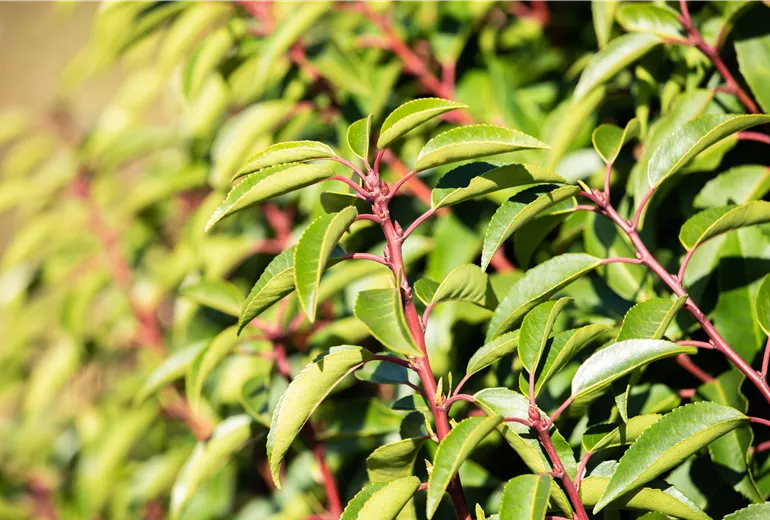 Prunus lusitanica  Prunus lusitanica