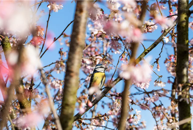 Blaumeise in blühender Kirsche Blaumeise in blühender Kirsche