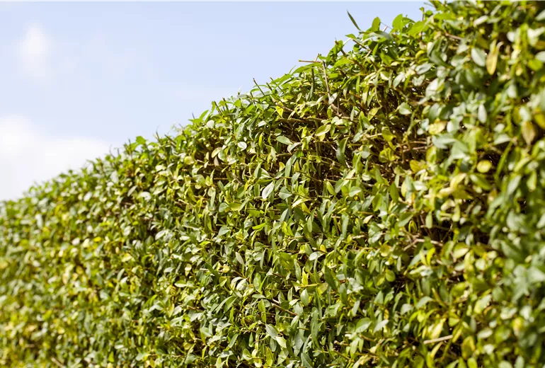 Ligustrum vulgare - Hecke Ligustrum vulgare - Hecke