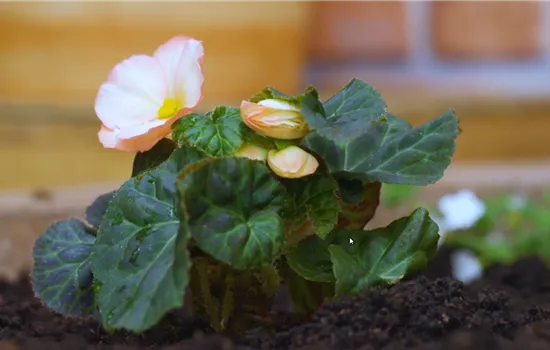 Knollenbegonie - Einpflanzen im Garten Knollenbegonie - Einpflanzen im Garten