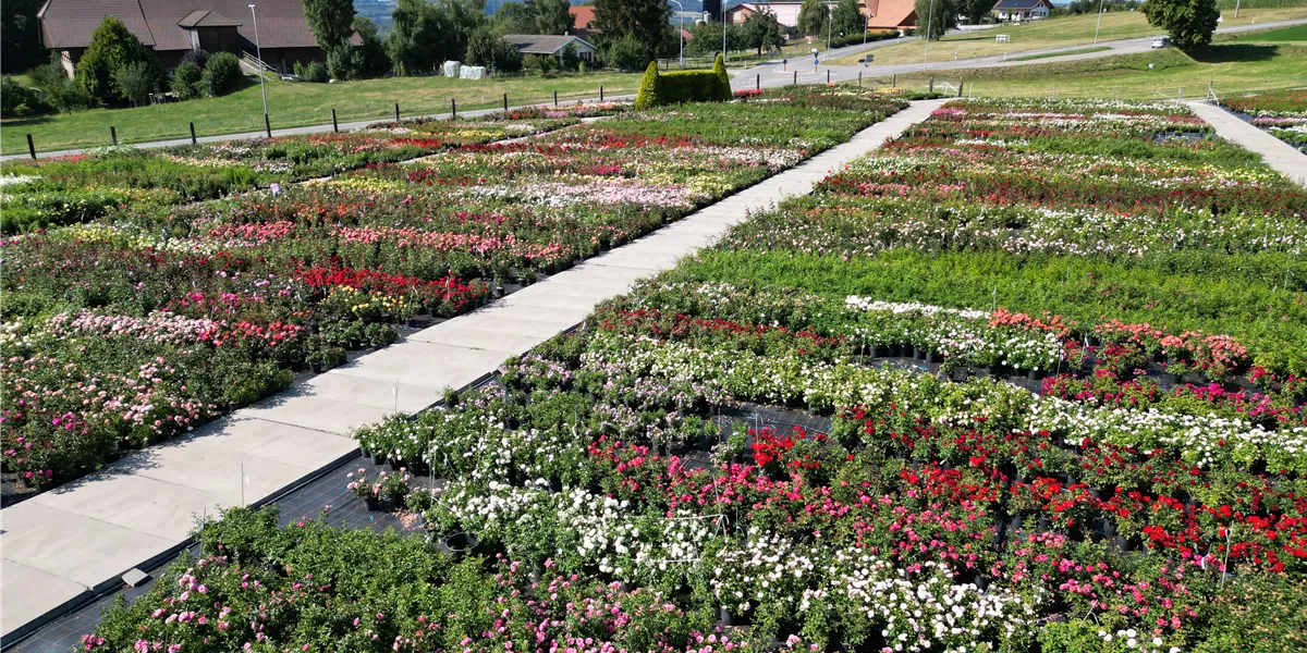 Rosenproduktion_Aebi-Kaderli_2023.JPG Rosenproduktion_Aebi-Kaderli_2023.JPG