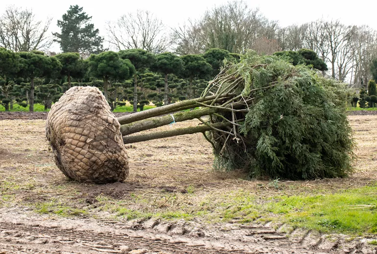 Wurzelballen Wurzelballen