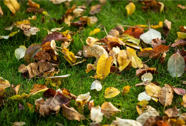 Laub auf dem Boden Laub auf dem Boden