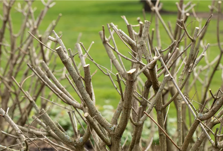 Rückschnitt Rückschnitt