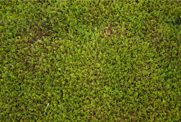 Leptinella squalida Leptinella squalida