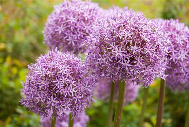 Allium 'Lucy Ball' Allium 'Lucy Ball'