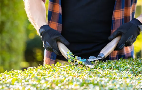 Tipps für den perfekten Rückschnitt im Herbst Tipps für den perfekten Rückschnitt im Herbst