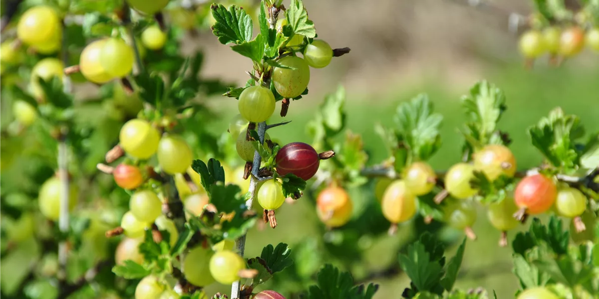 Beeren_Aebi-Kaderli_2024.JPG Beeren_Aebi-Kaderli_2024.JPG