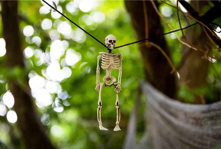 Herbstambiente - Halloween Skelett 