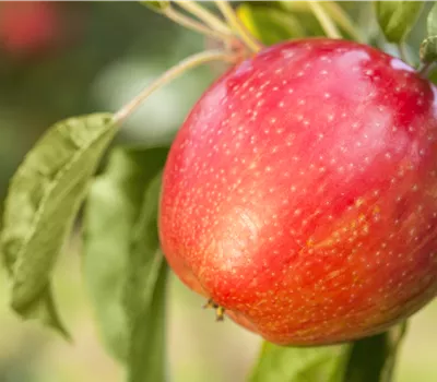 Apfelbäume im Garten – Eine reiche und leckere Ernte Apfelbäume im Garten – Eine reiche und leckere Ernte
