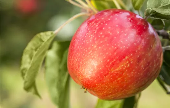 Apfelbäume im Garten – Eine reiche und leckere Ernte Apfelbäume im Garten – Eine reiche und leckere Ernte