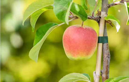 Malus domestica 'Croquella'