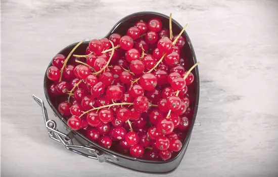 Johannisbeeren – Leckere Snacks für grosse und kleine Naschkatzen Johannisbeeren – Leckere Snacks für grosse und kleine Naschkatzen