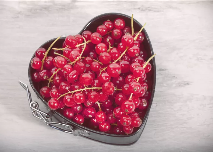 Johannisbeeren – Leckere Snacks für grosse und kleine Naschkatzen