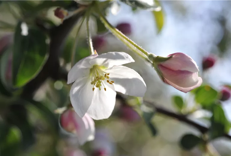 Malus domestica Malus domestica