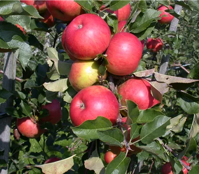 Malus 'Mini-Topaz' Malus 'Mini-Topaz'