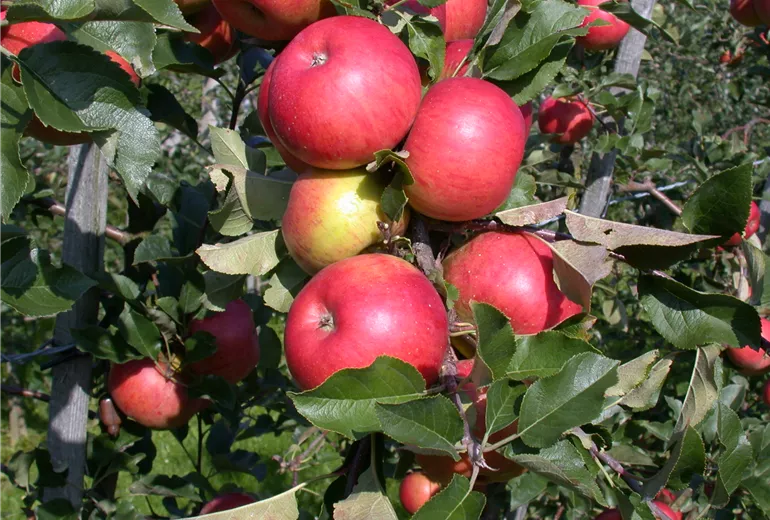 Malus domestica 'Topaz'(s) Malus domestica 'Topaz'(s)