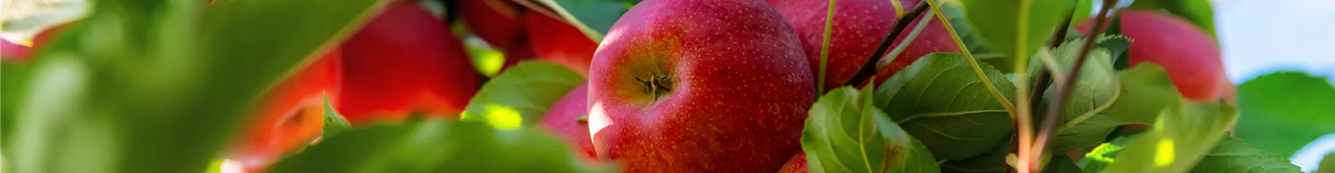 Obst_Aebi-Kaderli_2024 Obst_Aebi-Kaderli_2024