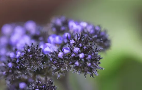 Vanilleblume - Einpflanzen im Garten Vanilleblume - Einpflanzen im Garten