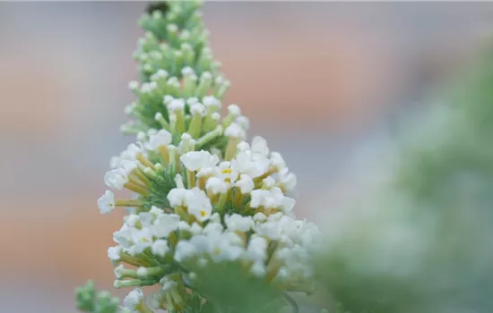 Sommerflieder - Einpflanzen im Garten Sommerflieder - Einpflanzen im Garten