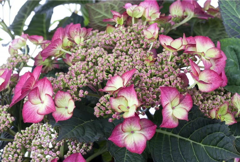 •Hydrangea macrophylla Dutch Ladies 'Sheila' •Hydrangea macrophylla Dutch Ladies 'Sheila'