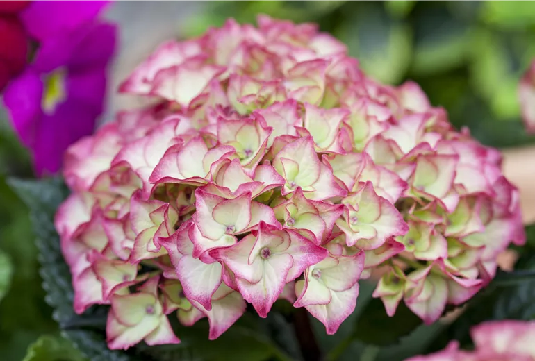 Hydrangea macrophylla, zweifarbig Hydrangea macrophylla, zweifarbig