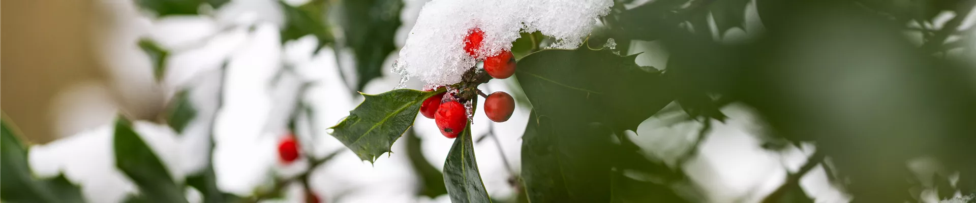 Ilex im Schnee Ilex im Schnee