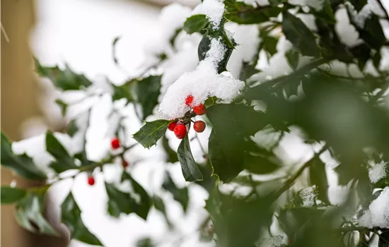 Gartenarbeit im Winter – Vorsicht bei Frost! Gartenarbeit im Winter – Vorsicht bei Frost!