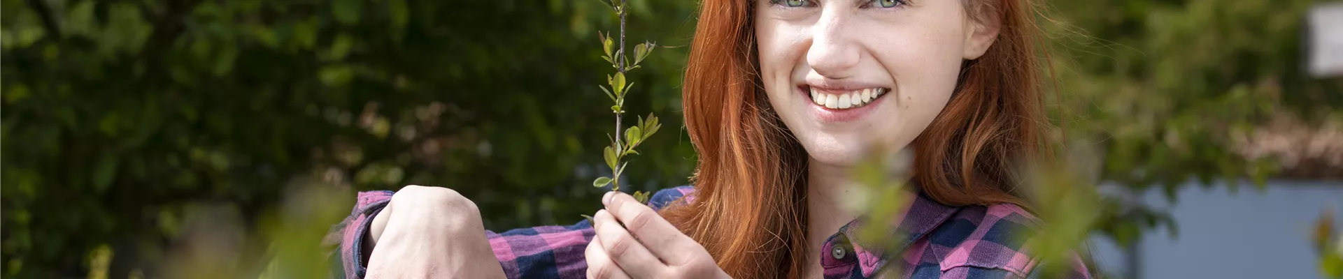 Hecke schneiden Hecke schneiden