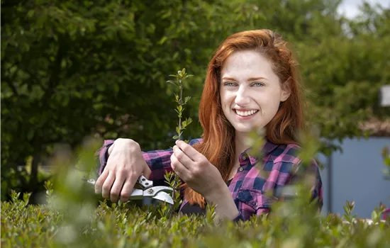 Schnipp, schnapp, Hecke ab! Heckenpflanzen schneiden im Sommer Schnipp, schnapp, Hecke ab! Heckenpflanzen schneiden im Sommer