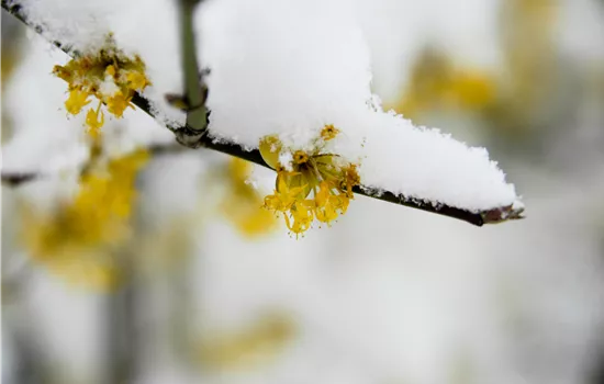 Winterblühende Gehölze für besondere Akzente im Winter Winterblühende Gehölze für besondere Akzente im Winter