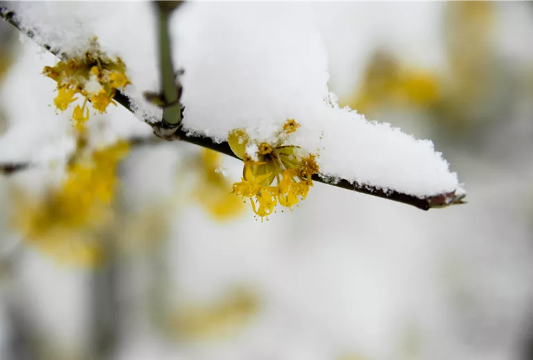Cornus mas