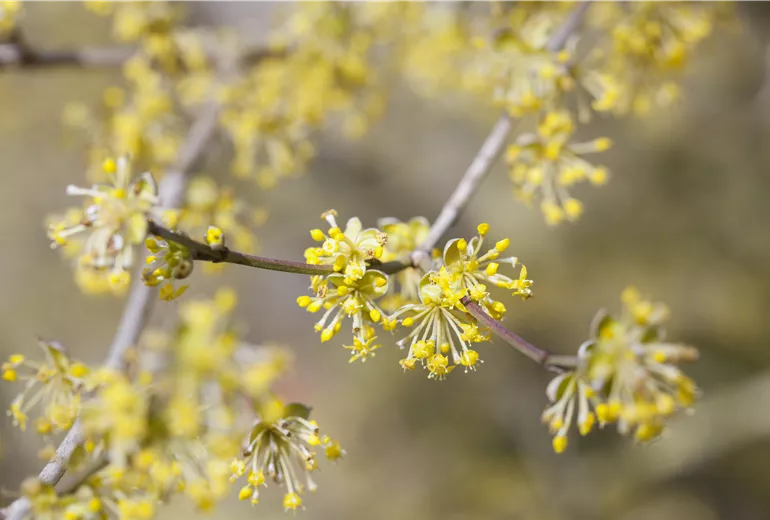 Cornus mas