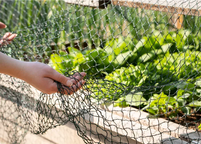 So funktioniert natürlicher Pflanzenschutz im Sommer