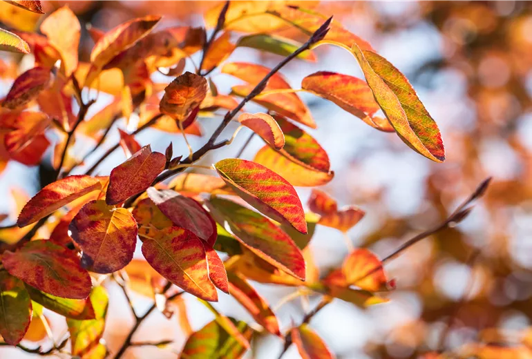 Amelanchier lamarckii Amelanchier lamarckii