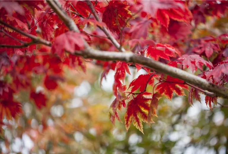 Acer japonicum 'Vitifolium' Acer japonicum 'Vitifolium'