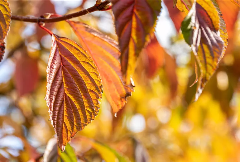 Viburnum plicatum 'Mariesii' Viburnum plicatum 'Mariesii'