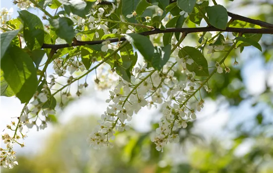 Einen stattlichen Kirschbaum im Garten anpflanzen und pflegen Einen stattlichen Kirschbaum im Garten anpflanzen und pflegen