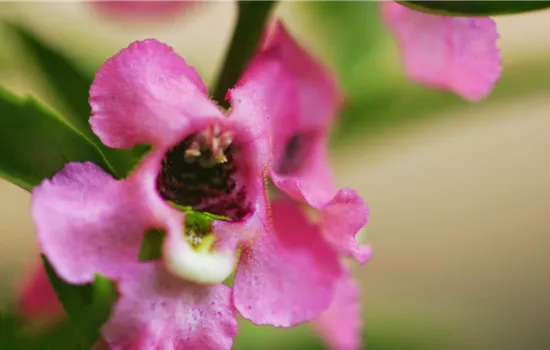 Angelonia - Einpflanzen im Garten Angelonia - Einpflanzen im Garten