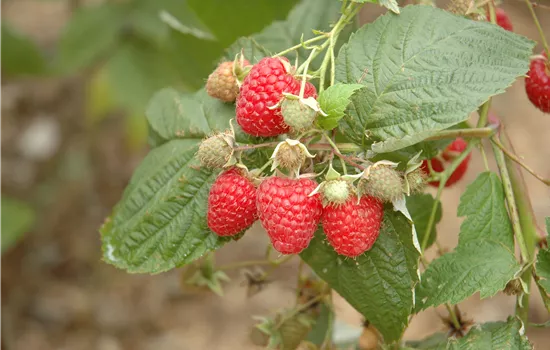 Rubus idaeus 'Glen Ample' Rubus idaeus 'Glen Ample'