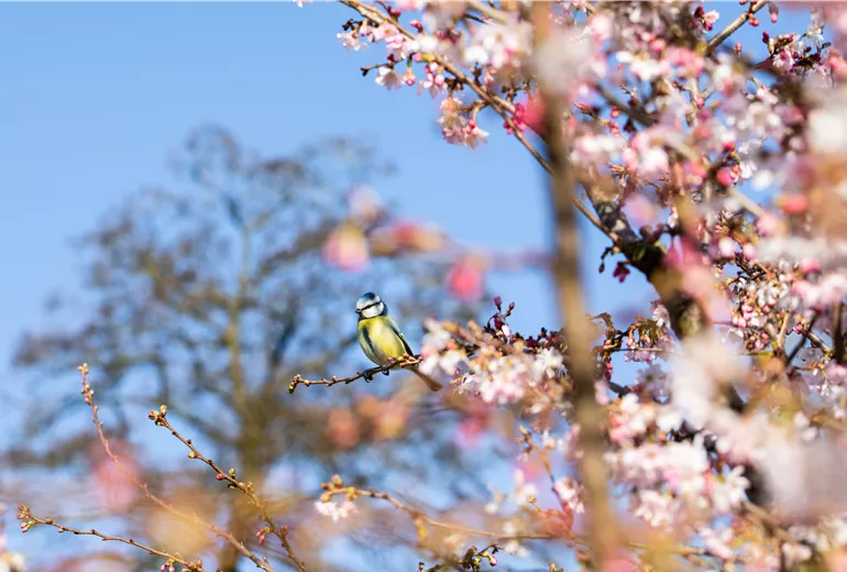 Blaumeise auf blühender Kirsche Blaumeise auf blühender Kirsche