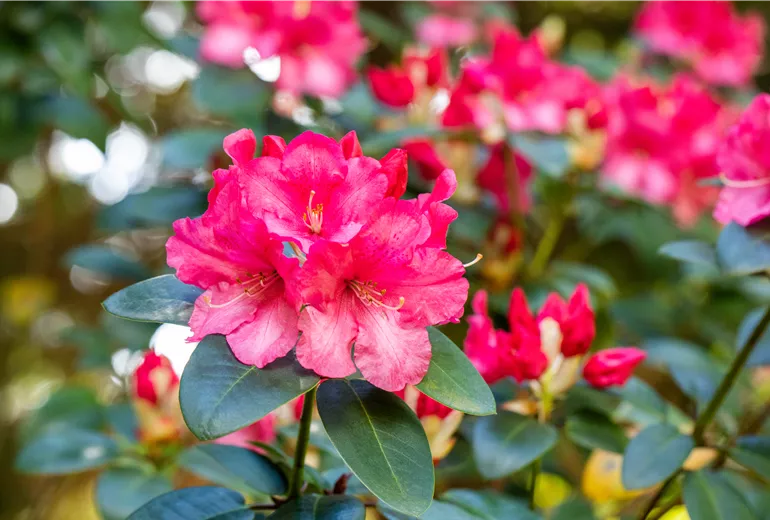 Rhododendron williamsianum 'Wilgen´s Surprise' Rhododendron williamsianum 'Wilgen´s Surprise'