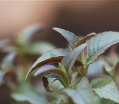 Minzblättrige Indianernessel - Einpflanzen im Garten Minzblättrige Indianernessel - Einpflanzen im Garten