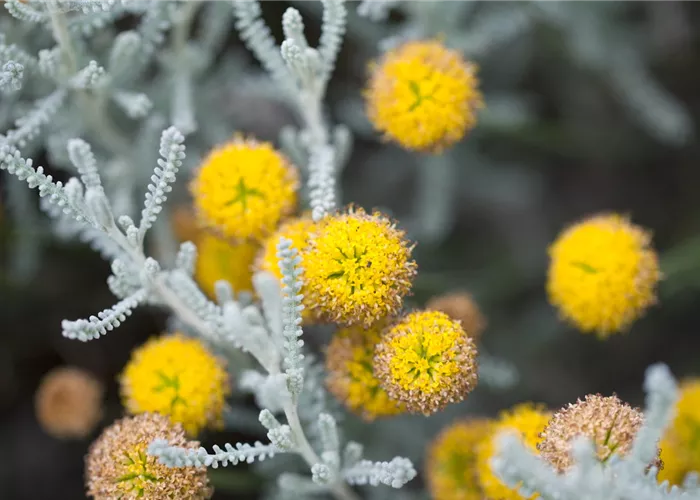 Heiligenkraut - Einpflanzen im Garten Heiligenkraut - Einpflanzen im Garten
