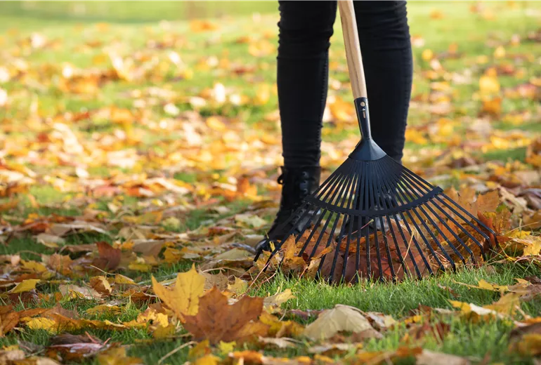 Laubrechen Laubrechen